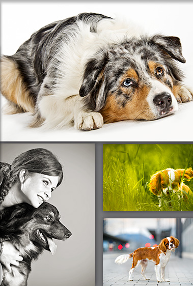 fotografie nebel auge